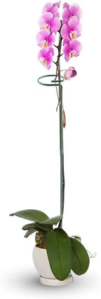 HiGift 20 Pack 24 Inch Plant Support Stakes, Single Stem Flower Support Stakes - Image 4