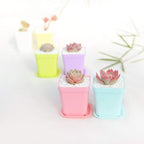 24 Pack 3inch Multi Color Square Plastic Plant Pots, Seedling Nursery - Image 7
