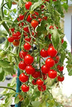 Ultimate Hanging Baskets - Image 9
