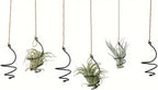6 pcs set Hanging Air Plant Holder Air Plant Hanger - Image 2