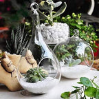 Mkono 3 Pack Glass Hanging Planter Air Fern Holder Terrarium Plants Hanger Vase - Image 6