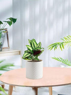 Docrin Ceramic Planters Indoor, 8 Inch Plant Pot - Image 7
