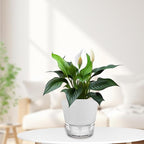 2024 Upgraded 5 Pack 6-Inch Self-Watering Planter Pots - Image 7