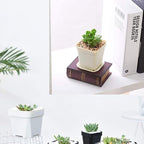 24 Pack 3 Inch White Square Plastic Plant Pots - Image 5