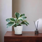 5 Inch Planter Pots, 6 Pack Indoor Planters, Small Flower Pots - Image 6