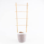 Avalution 10 Pack Natural Bamboo Trellis - Image 4
