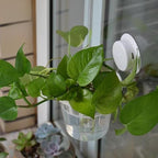 Set of 3 Plastic Window Planter - Image 2