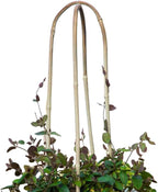 20 Pack Bamboo U Trellis for Potted Plants - Image 6