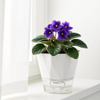 12 Pack Self Watering Pots for Indoor Plants, 5 Inches Self Watering Planters - Image 6