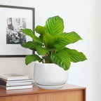 G EPGardening Ceramic Pots for Plants - Image 5