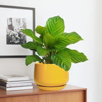 G EPGardening Ceramic Pots for Plants - Image 5