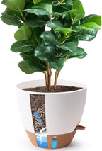 T4U 12 Inch Self Watering Pot by T4U