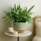Plant Pots 12/10/9 inch Set of 3, Self Watering Flower Pots Indoor Outdoor - Image 5