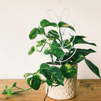 2Pack Indoor Plant Trellis Metal Wire Garden Trellis ，Small Climbing Leaf Shape - Image 2