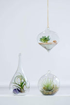 Mkono 3 Pack Glass Hanging Planter Air Fern Holder Terrarium Plants Hanger Vase - Image 2