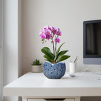 Orchid Pot - 6 Inch Ceramic Plant Pot - Image 5
