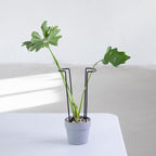 10-Pack Monstera Plant Support - Image 6