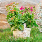 Rabbit Flower Pot Succulent Planter Garden Pots, Decorative Flower Pot - Image 2