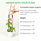 Treleaf Stella Extendable Ladder Trellis - Image 3
