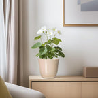 Ceramic Pots for Plants - Image 6