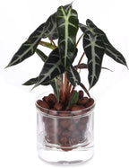 4 Inch Self Watering Pot, African Violet Pot, Bottom Watering Glass Planter - Image 2