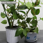 Small Metal Trellis for Potted Plants, Plant Support Stake Mini House Plant - Image 7