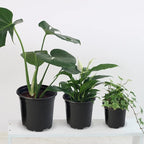 RAOOKIF 50 Pack Nursery Pots, 3 Inch Nursery Pot - Image 5