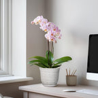 Ceramic Pots for Plants - Image 3