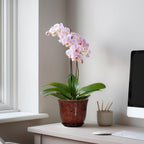 Ceramic Plant Pots - Image 3