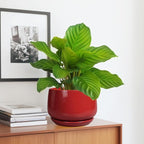 G EPGardening Ceramic Planter 7 Inch - Image 5