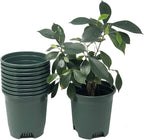 5.5 Inch Gardening Flower Pots 10-Pack Green Pot Liners 0.5 Gallon Nursery Pot by CottaPlanters