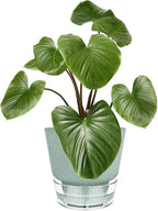 Green Self Watering Plant Pots - Image 2