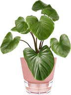 Self Watering Pots for Indoor Plants, - Image 2