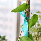 4 Rolls Stretch Tie Tape, 1” Wide 200FT Reusable Garden Plant Ties Green Tapes - Image 7
