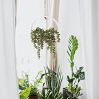 Floweroyal 2pcs Artificial Succulents Hanging Plants 12.2'' Fake String of - Image 7