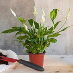 JERIA 100-Pack 4 Inch Plastic Plant Nursery Pots Come - Image 6