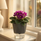 6 Pack Self Watering Pots for Indoor Plants, 5 Inches Self Watering Planters - Image 7
