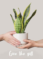LE TAUCI Ceramic Plant Pots, 4.3+5.3+6.8 inch, Planters - Image 8