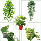 2 Pack Circle Trellis for Climbing Plants Indoor, Flower Houseplant Hoya - Image 6