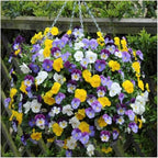 Ultimate Hanging Baskets - Image 6
