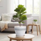 Ceramic Pots for Plants - Image 7