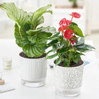Self Watering Pots for Indoor Plants, 5 & 4 Inch Stylish Flower Pots - Image 7
