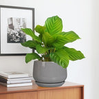 G EPGardening Modern Ceramic Planter - Image 5
