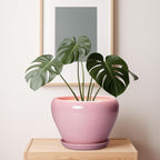 10 Inch Plant Pot - Image 7