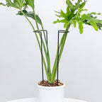 10 Pack Large Iron Monstera Trellis by Goooxim
