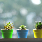 PURPLE STAR 1N 25 Packs Cupcake Plant Nursery Pots - Image 6