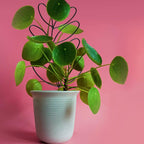 2Pack Indoor Plant Trellis Metal Wire Garden Trellis ，Small Climbing Leaf Shape - Image 6