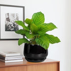G EPGardening Ceramic Planter 7 Inch - Image 5