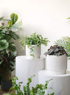 LE TAUCI Ceramic Pots for Plants, 8+6.7+5.5 Inch Plant Pots Indoor, Flower Pot - Image 3