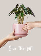 LE TAUCI Ceramic Plant Pots, 4.3+5.3+6.8 inch, Planters - Image 7